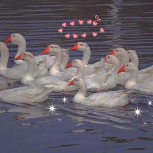 直男白袜打✈️自慰宿舍
